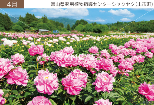 4月 富山県薬用植物指導センターシャクヤク（上市町）