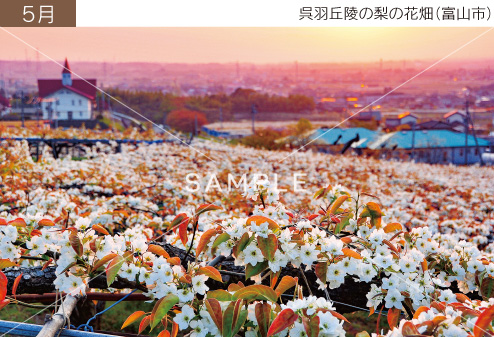 5月 呉羽丘陵の梨の花畑（富山市）