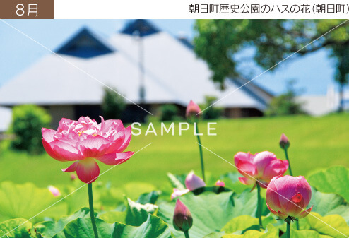 8月 朝日町歴史公園のハスの花（朝日町）