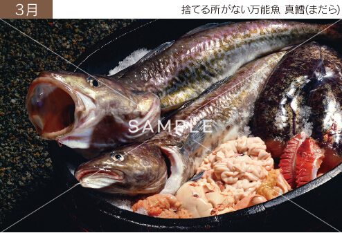 3月 捨てる所がない万能魚 真鱈(まだら) 